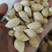 بادام محب|عمده‌فروشی|بن, |دیوار