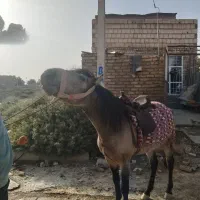 یک عدد اسب نرینه گلگی جوان و آرام مناسب سواری