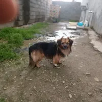 سگ پاکوتاه.