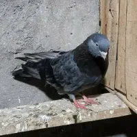 کبوتر|پرنده|کیلان, |دیوار