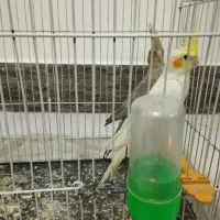 عروس هلندی لوتینو نر و ماده جفت