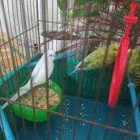 سه عدد مرغ عشق  نر وماده با اکنت فری فایر طاق ازنم