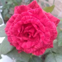 به یک فروشنده خانوم نیازمندیم