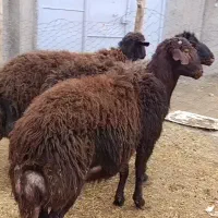 گوسفند نرو ماده  جوان برای قربانی