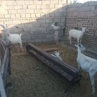 بزسانن|حیوانات مزرعه|زاوه, |دیوار