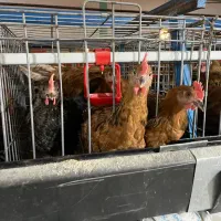 نیمچه پولت بومی جهادی اصفهان