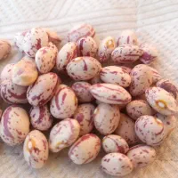 لوبیا چیتی بوجاری شده|عمدهفروشی|سبزوار, قصبه غربی|دیوار