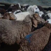 ۲۴گوسفند میش جوان شیره دار و ۲۴ تا بره پاییزه درشت