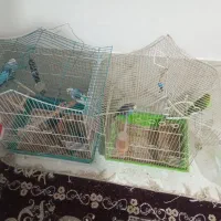 مرغ عشق|پرنده|محمدیه-قزوین, |دیوار