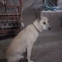 سگ نروماده نگهبان|سگ|اردبیل, |دیوار