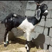 بز فروشی قیمت۱۶