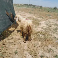 یک راس بره شیشک بختیاری اصل (رودبار شاهباد )