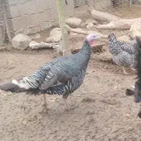 بوقلمون محلی ماده یکساله