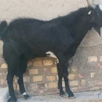 کهره نر