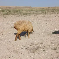 گوسفند ماده جوان