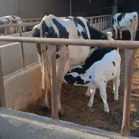 گاو شیری شکم سوم  آبستن بدون گوساله