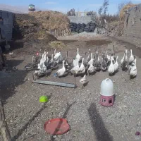 فروش قاز ها محلی|حیوانات مزرعه|ارومیه, |دیوار