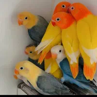 فروش طوطی  کوتوله دستی رنگ خاص