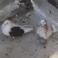 کفتر نوک قناری یکی سیاه