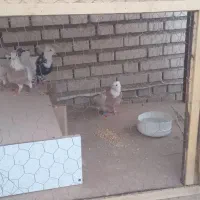 شادگان|لوازم جانبی حیوانات|باوی, |دیوار