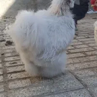 خروس ابریشمی