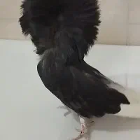 نر سوپر شامپیون از نسل سرور