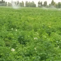اجاره زمین کشاورزی