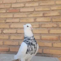 طوقی|پرنده|آغاجاری, |دیوار