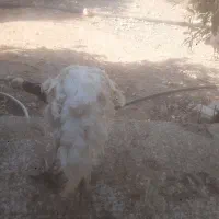 بوقلمون بیوتی