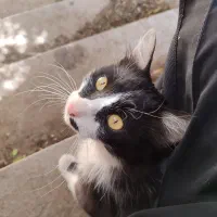 گربه گم شده|گربه|بیرجند, |دیوار