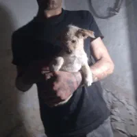 توله پامر شیتزو