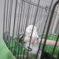 عروس هلندی دوکت البینو