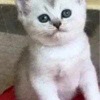 واگذاری گربه