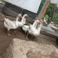 غاز|حیوانات مزرعه|خوی, |دیوار