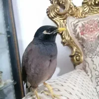 مرغ مینا