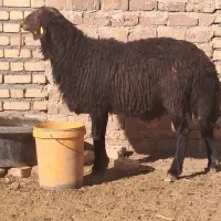 بره قوچ همو|حیوانات مزرعه|سلیمان, |دیوار