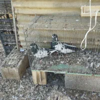 قارنی قره پرشی و ۳۰دنه آتیلما