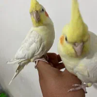 یه جفت عروس هلندی|پرنده|ایذه, |دیوار