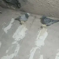 کفتر شب بازی|پرنده|فسا, |دیوار