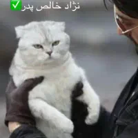 گربه اسکاتیش دبل فولد|گربه|بیرجند, |دیوار