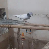 کله ابر|پرنده|بم, |دیوار