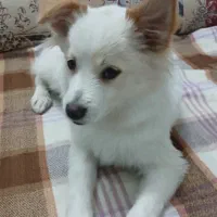 پا کوتاه اصل اشتیز