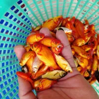 ماهی و تنگ برای مدارس