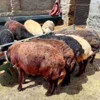۹ راس میش جوان وسن دار قیمت کیلوزدم ۴۶۰ هزار