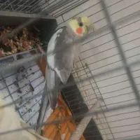 عروس نر آهویی