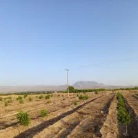 باغ-عناب-laquo-تعدادی-پسته-raquo