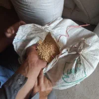 گندم اذر 2 ،تمیز  بذری ، دیم کیلو 31|خدمات باغبانی و درختکاری|شیروان (خراسان), |دیوار