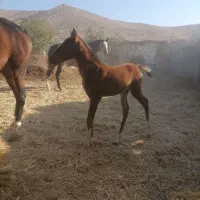 اسب کره نریان 5 نشان طلایی معاوضه با گوسفند موتور|اسب و تجهیزات اسبسواری|شیراز, دانشکده دامپزشکی شیراز|دیوار