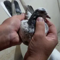 کبوتر|پرنده|محمدشهر, ولدآباد|دیوار