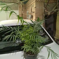 گلهای شاداب زیبا|گل و گیاه طبیعی|مشهد, اروند|دیوار